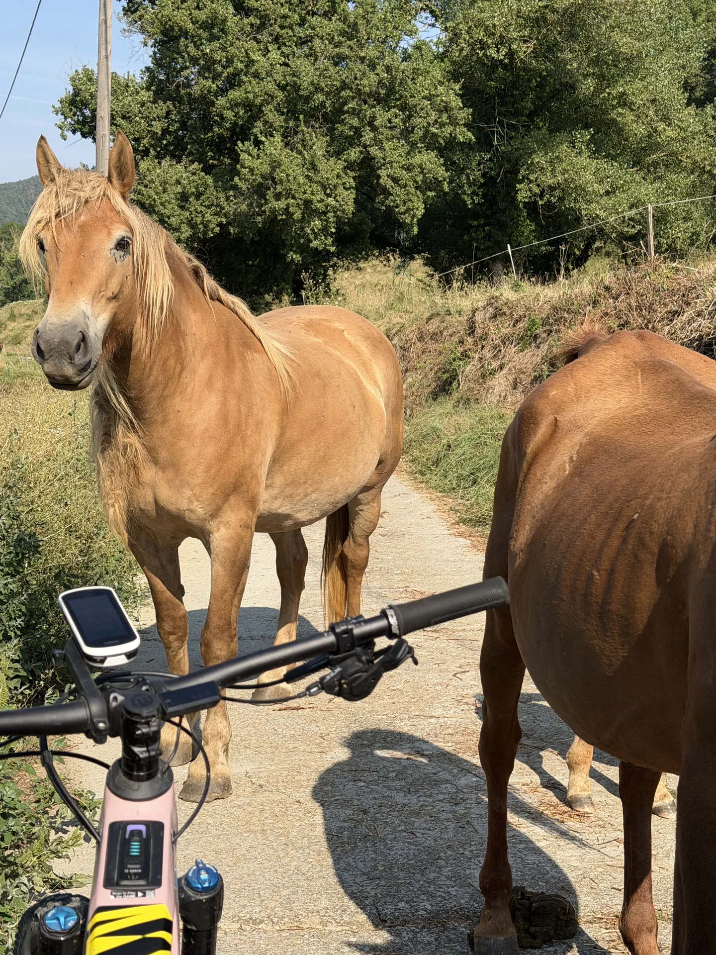 Cavalls al camí, sortint en BTT